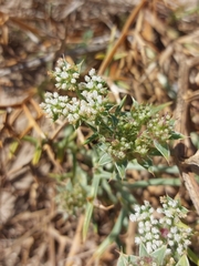 Echinophora spinosa