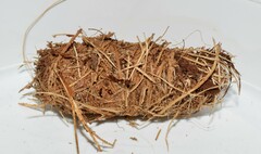 Rhynchophorus ferrugineus