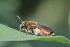 Andrena pellucens