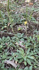 Pilosella officinarum