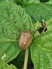 Peribalus strictus vernalis