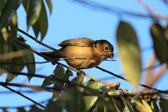Sporophila