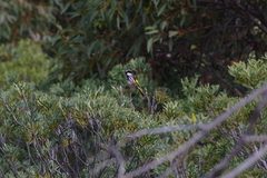 Phylidonyris niger
