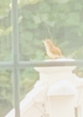 Thryothorus ludovicianus