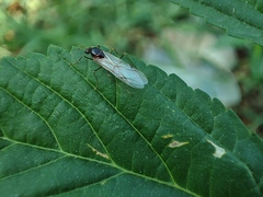 Oecophylla smaragdina