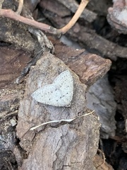 Tapinogyna perichroa