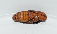 Rhynchophorus ferrugineus