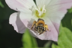 Andrena pellucens