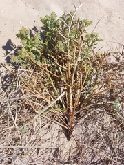 Echinophora spinosa