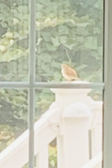 Thryothorus ludovicianus