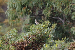Gliciphila melanops