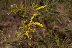 Synaphea spinulosa