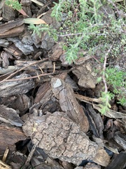 Tapinogyna perichroa