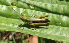 Omocestus viridulus