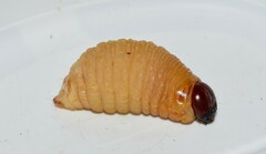 Rhynchophorus ferrugineus