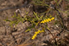 Synaphea spinulosa