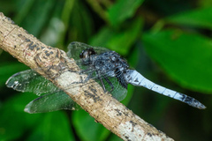 Orthetrum triangulare