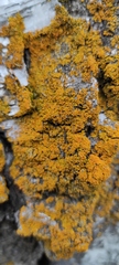 Polycauliona candelaria