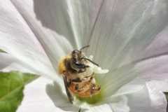 Andrena pellucens