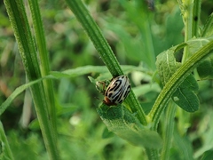 Zygogramma bicolorata