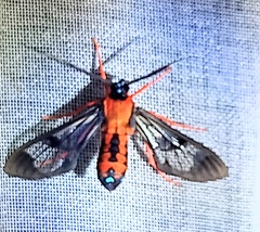 Cosmosoma sectinota
