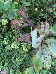 Podophyllum peltatum