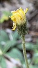 Pilosella officinarum