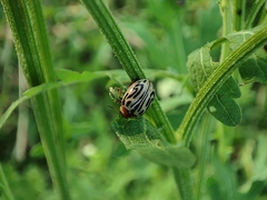Zygogramma bicolorata