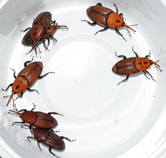Rhynchophorus ferrugineus