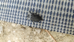 Capnodis tenebrionis