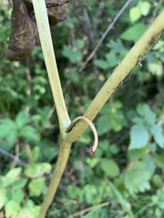 Podophyllum peltatum