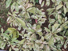 Excoecaria cochinchinensis