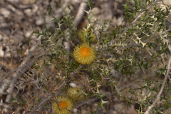 Banksia borealis borealis