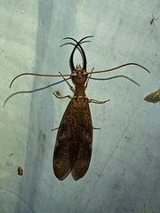 Corydalus peruvianus