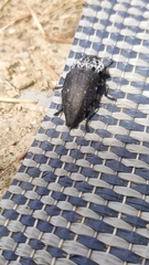 Capnodis tenebrionis