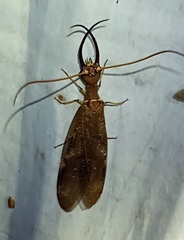 Corydalus peruvianus