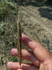 Hordeum vulgare