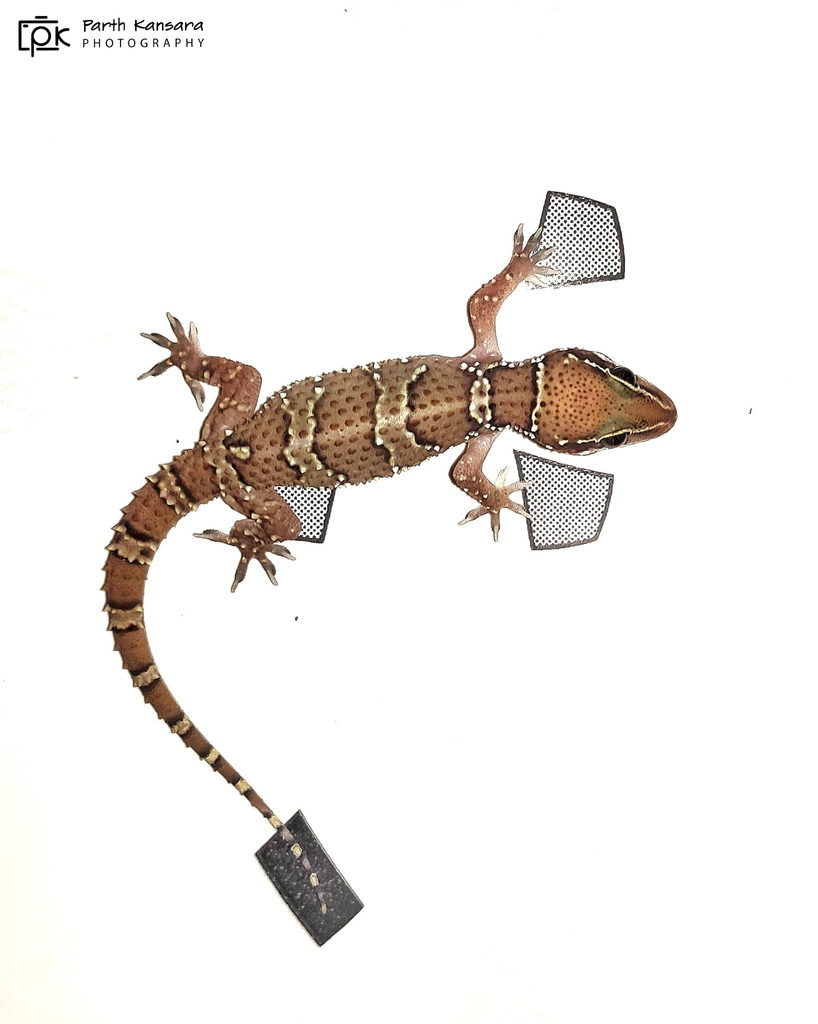 Sahgal’s Termite Hill Gecko