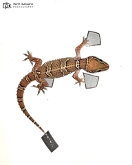 Hemidactylus sahgali