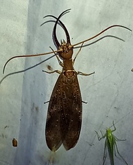 Corydalus peruvianus