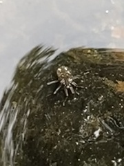 Microvelia americana