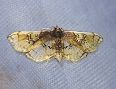 Compacta hirtalis