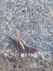 Chorthippus brunneus