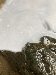 Microvelia americana