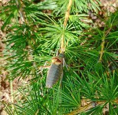 Ephippiger terrestris