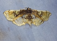 Compacta hirtalis