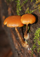 Galerina patagonica