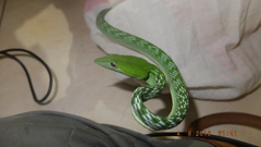Ahaetulla prasina