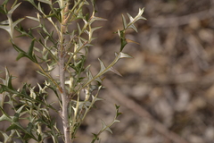 Banksia borealis borealis