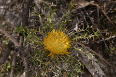 Banksia borealis borealis